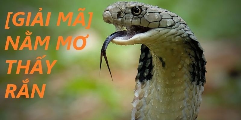 Những con số nên đánh khi bạn mơ thấy rắn