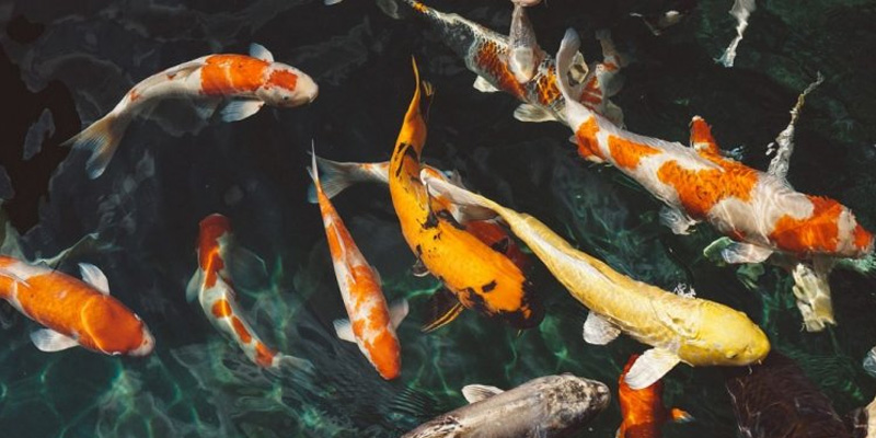 Mơ thấy cá bạn nên chọn đánh những con số như 79, 56