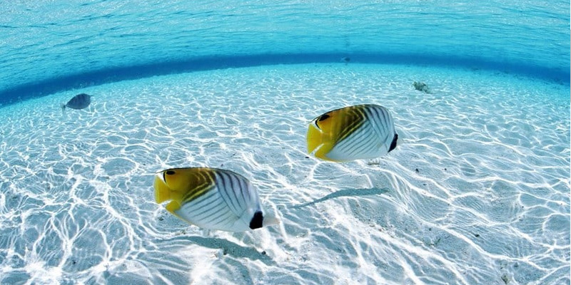 Mơ thấy cá cho thấy điềm báo về sự thịnh vượng cho bạn