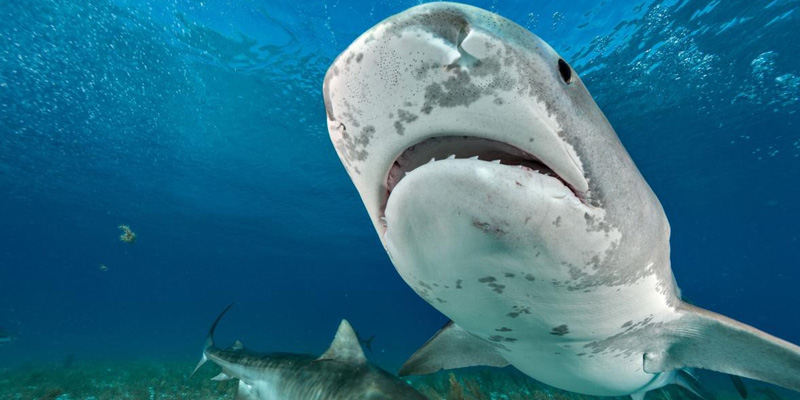 Mơ thấy những loài cá dữ cho thấy điềm báo không tốt