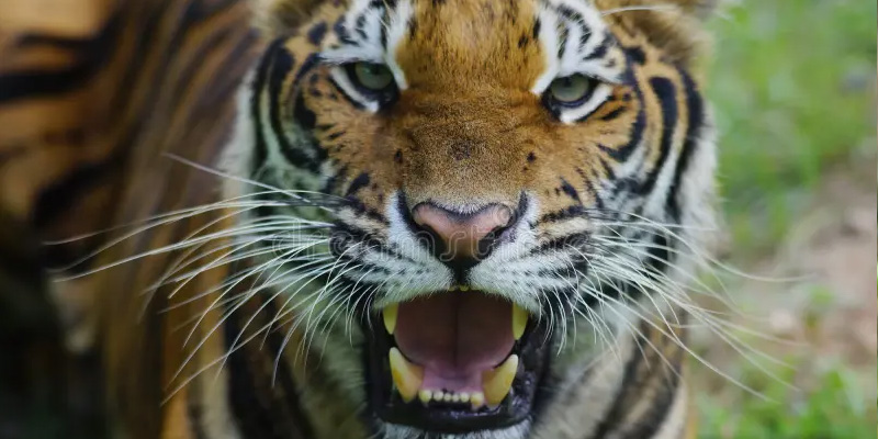 Mơ thấy bị hổ cắn tạo ra sự kinh hãi lớn