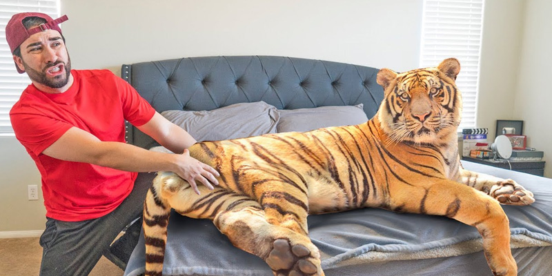 Hổ vào nhà cảnh báo tới người mơ thấy chúng