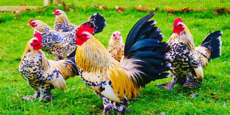 Mơ thấy gà đánh con gì chuẩn xác dành cho người mới