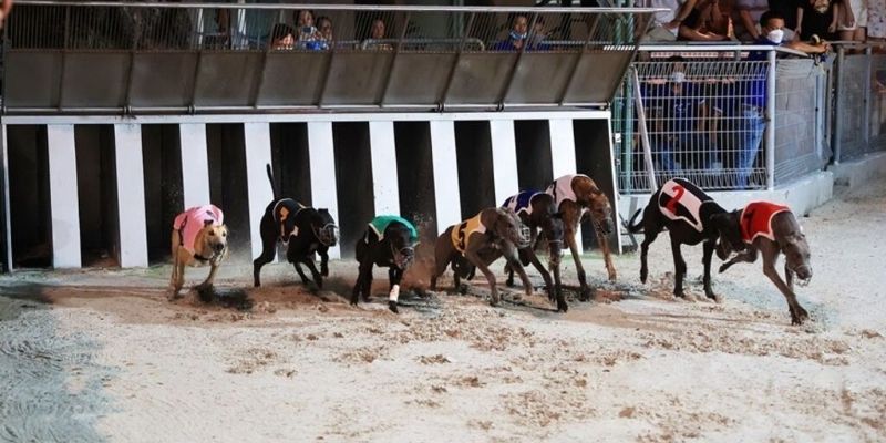 Các thể loại cược đua chó ảo có mặt tại nhà cái 77BET