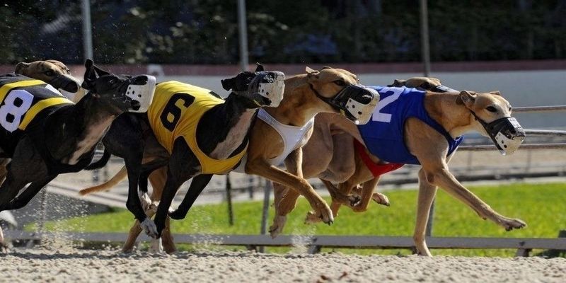 Cược Đua Chó Ảo Và Những Điều Bạn Cần Biết 2025 6 Luật chơi cược chó ảo siêu dễ chơi cho mọi người