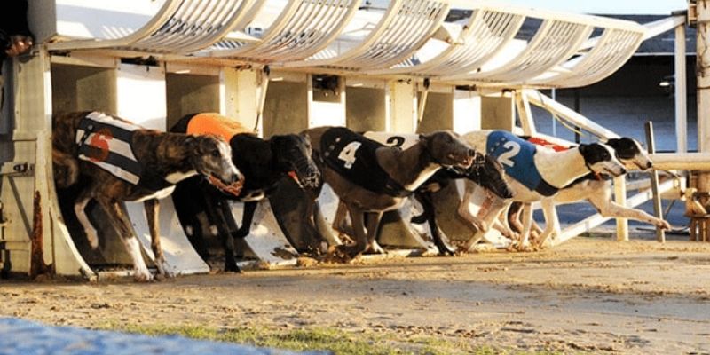 Tổng quan những nét chính về cược chó ảo